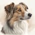 paint stunning pet portrait