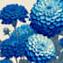 craft a beautiful botanical or floral illustration
