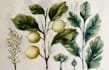 draw botanical illustration art for you