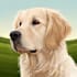 paint stunning pet portrait