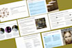 do custom presentation and pitch deck in powerpoint