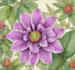 make your botanical illustration