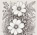 create a botanical illustration