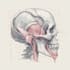 draw exercise, medical and anatomy illustrations