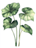 illustrate best botanical illustration