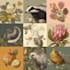 draw high quality animal, insect, and botanical art