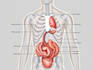 do medical illustration art