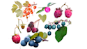 draw a botanical and flower beautifully