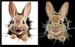 digitize embroidery designs to dst and pes files