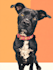 design a disney pet portrait illustration