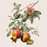 draw a botanical illustration