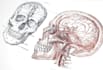 create medical illustrations, infographics, diagrams