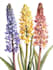 illustrate best botanical illustration
