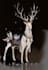 create fantasy animal and pet illustration
