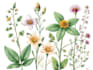 create digital botanical  illustration