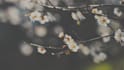 edit cinematic aesthetic videos