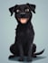 draw disney pet portrait illustration