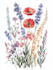 do a botanical illustration