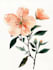 draw a botanical illustration