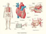draw detailed medical illustrations