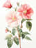 best botanical illustration art