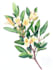 draw a botanical illustration
