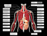 draw exercise, medical and anatomy illustrations