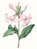 draw a botanical illustration