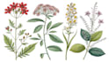 draw vector botanical illustrations for plants