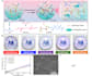 data analysis and draw illustrations for research publications