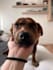 take product photos with a dog model