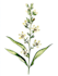 do realistic botanical illustration
