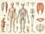 create anatomy, medical, and scientific illustrations