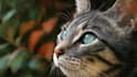 create a customized renaissance historical pet portraits