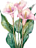 draw a botanical illustration