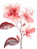 draw a botanical illustration