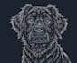 draw vector line art for your pet