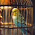 paint any bird you like, wild bird, pets