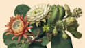 illustrate best botanical illustration