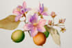create fancy botanical illustration