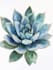 draw animal and botanical illustrations