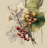 illustrate best botanical illustration