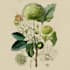 illustrate best botanical illustration