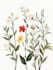 draw a botanical illustration