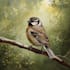 paint any bird you like, wild bird, pets