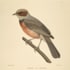 draw a scientific illustration