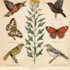draw scientific animals, plants or encyclopedia book illustrations