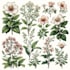 illustrate best botanical illustration