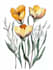 draw botanical illustrations of flowers