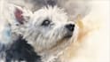 paint a pet portrait in watercolor